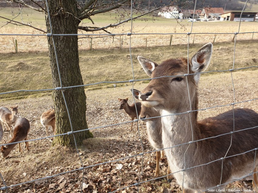 Страсти по Софии Готц и что у меня из этого вышло
