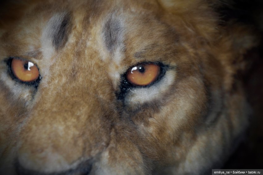 Лев и Львица. Реалистичные игрушки