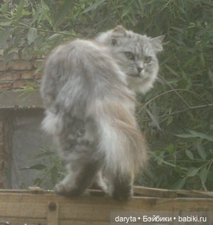 Храбрый Кузя — Болталка и разговоры обо всем: жизнь