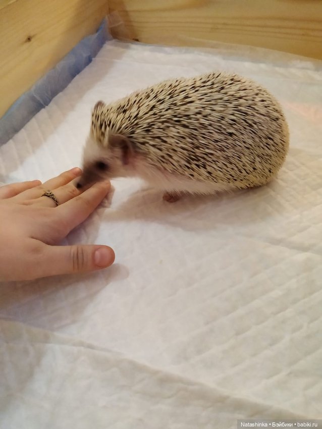 Fashion Dolls — Куклы Звезды подиума (Angel Collection): шарнирные (фото 4)