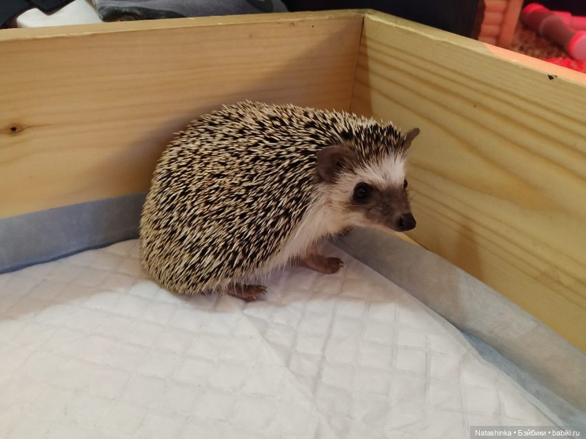 Fashion Dolls — Куклы Звезды подиума (Angel Collection): шарнирные (фото 5)