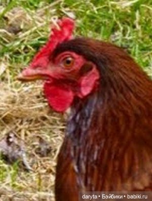 Снесла курочка яичко — Болталка и разговоры обо всем: жизнь