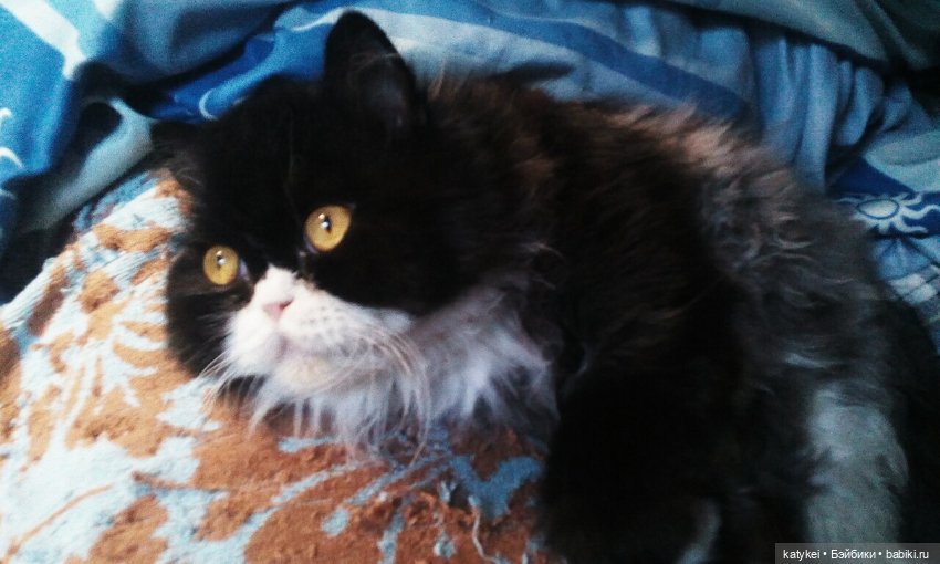 День котиков — Коллекционные игрушки и фигурки: Lego