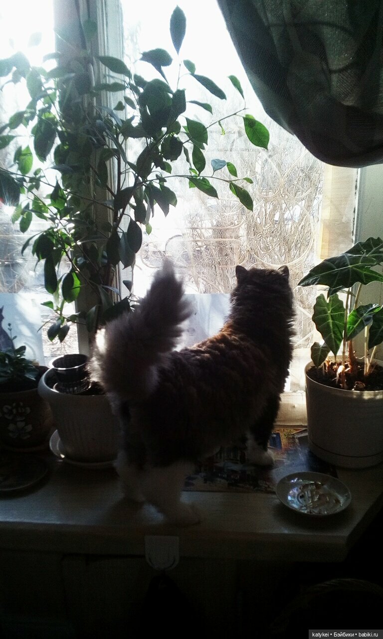 День котиков — Коллекционные игрушки и фигурки: Lego