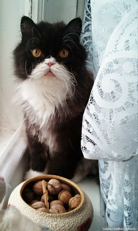 День котиков — Коллекционные игрушки и фигурки: Lego