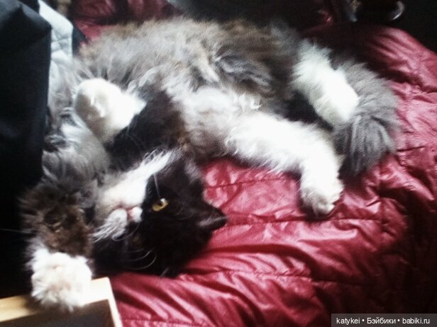 День котиков — Коллекционные игрушки и фигурки: Lego