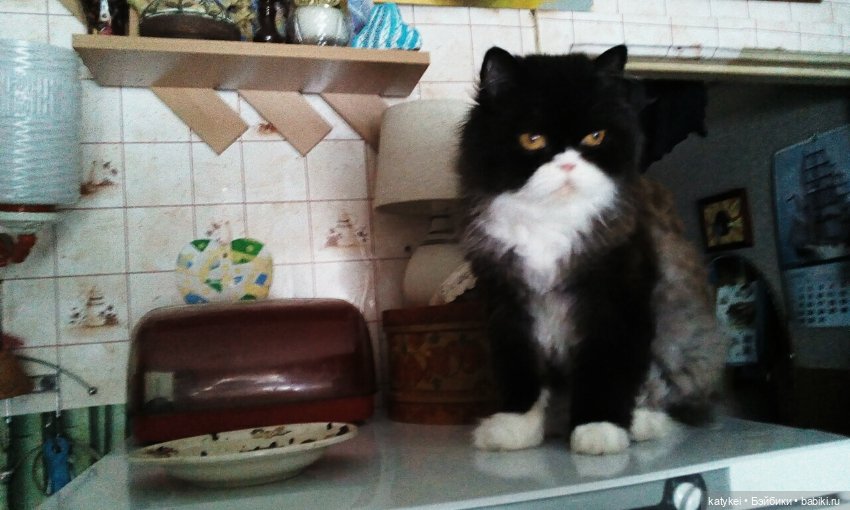 День котиков — Коллекционные игрушки и фигурки: Lego