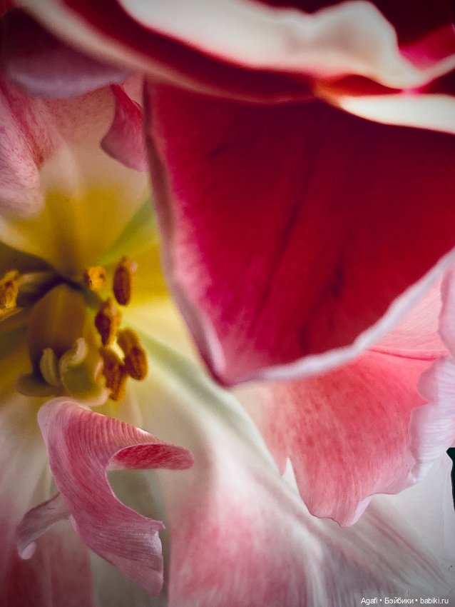 Весна, и скоро праздник — Куклы Dollzone (Доллзон): BJD (БЖД)