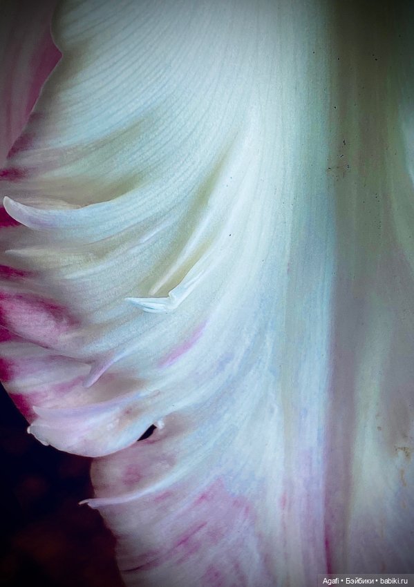 Весна, и скоро праздник — Куклы Dollzone (Доллзон): BJD (БЖД)