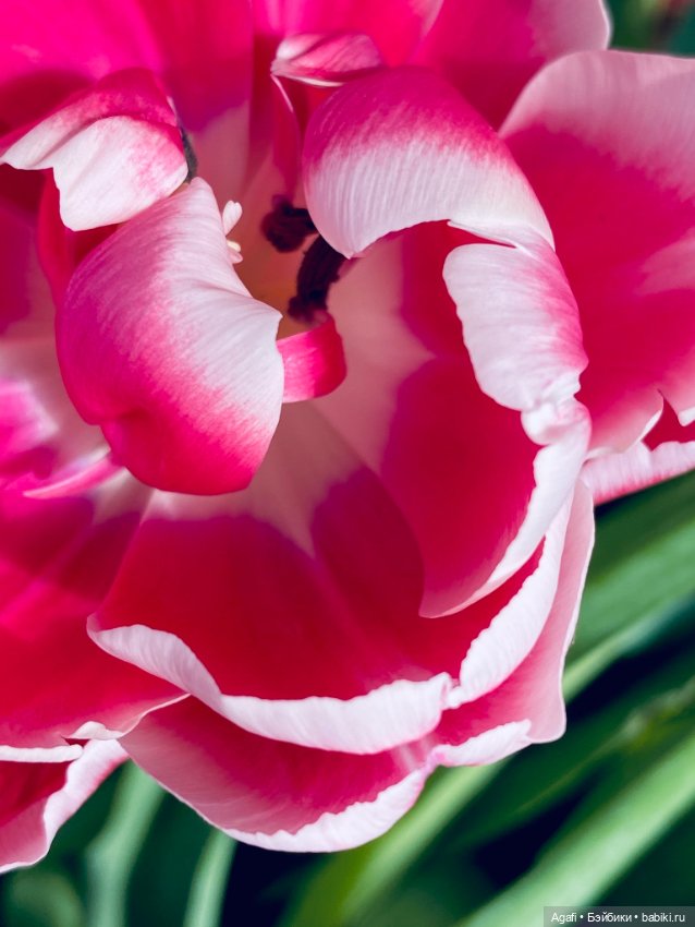 Весна, и скоро праздник — Куклы Dollzone (Доллзон): BJD (БЖД)