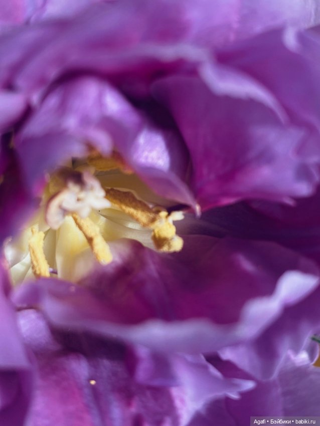 Весна, и скоро праздник — Куклы Dollzone (Доллзон): BJD (БЖД) (фото 10)