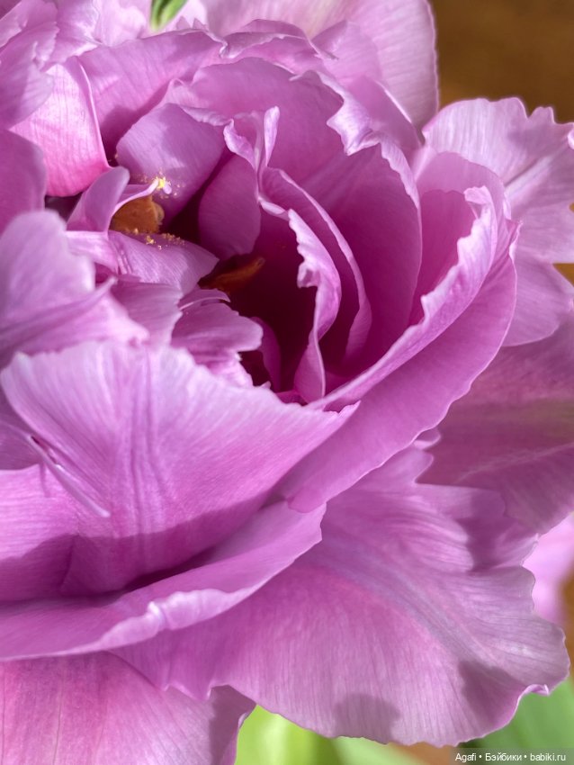 Весна, и скоро праздник — Куклы Dollzone (Доллзон): BJD (БЖД)