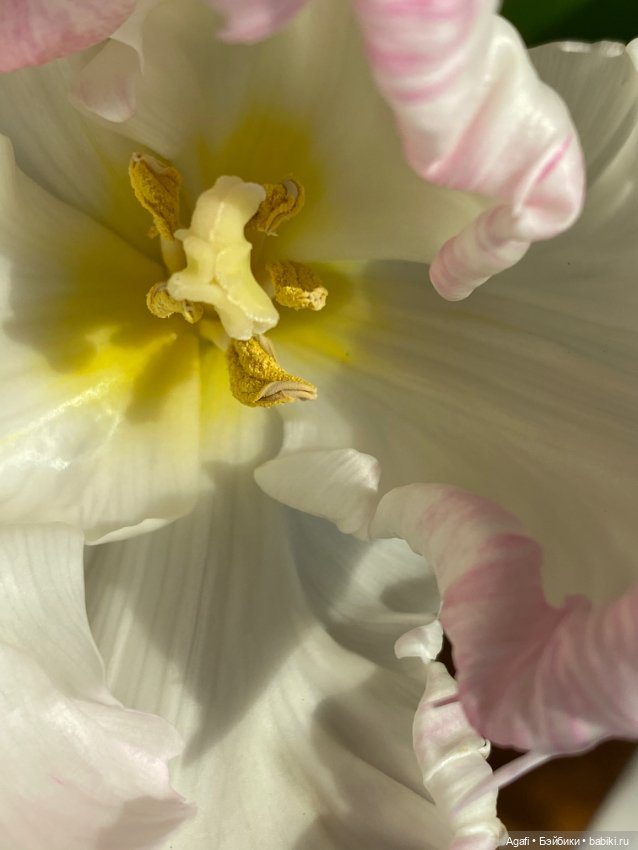 Весна, и скоро праздник — Куклы Dollzone (Доллзон): BJD (БЖД)