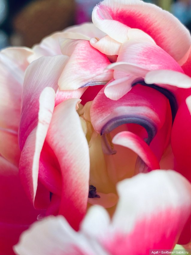 Весна, и скоро праздник — Куклы Dollzone (Доллзон): BJD (БЖД) (фото 9)