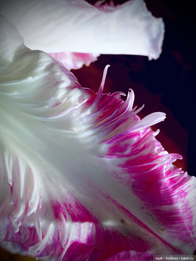 Весна, и скоро праздник — Куклы Dollzone (Доллзон): BJD (БЖД)