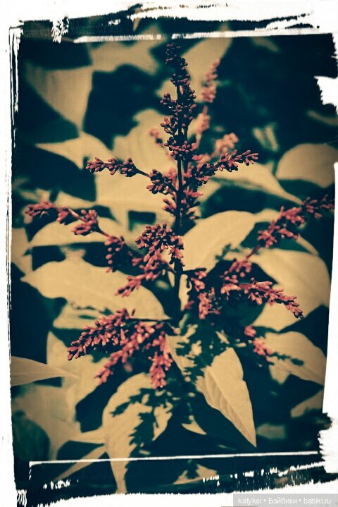 Космические истории 2 — Гибриды шарнирных кукол (не БЖД): подбор тела (фото 2)