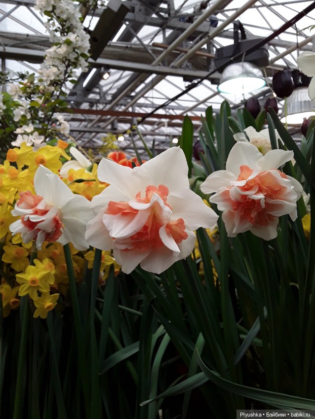 Джемайма и феерия цветов в Аптекарском огороде