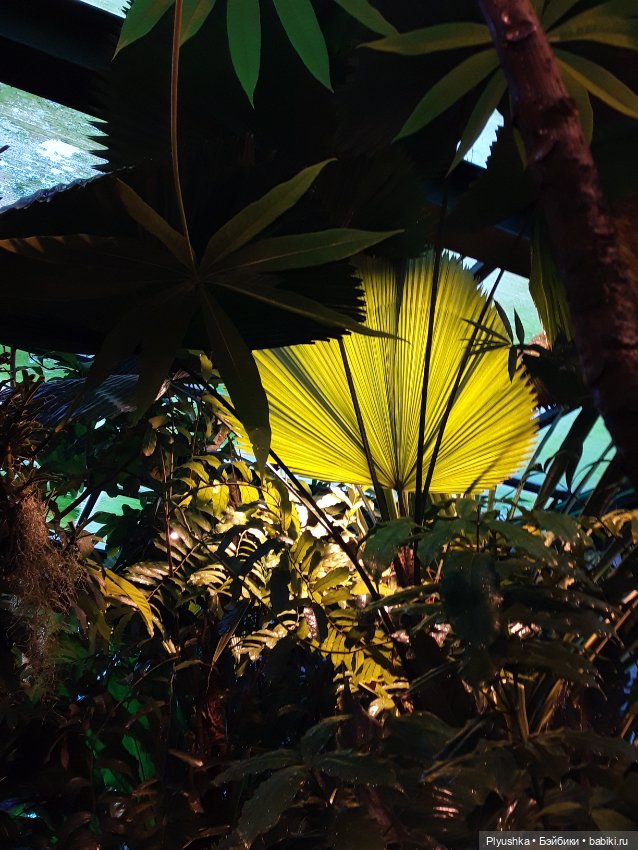 Джемайма и феерия цветов в Аптекарском огороде