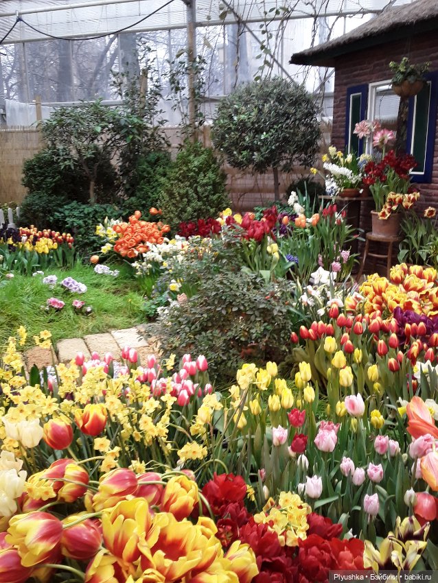 Джемайма и феерия цветов в Аптекарском огороде