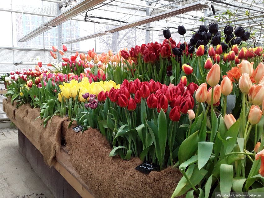 Джемайма и феерия цветов в Аптекарском огороде