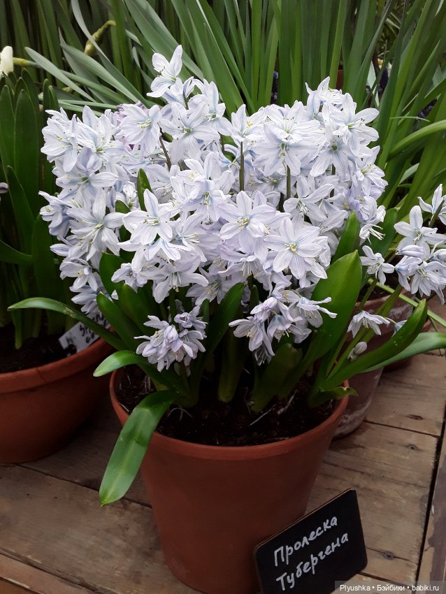 Джемайма и феерия цветов в Аптекарском огороде