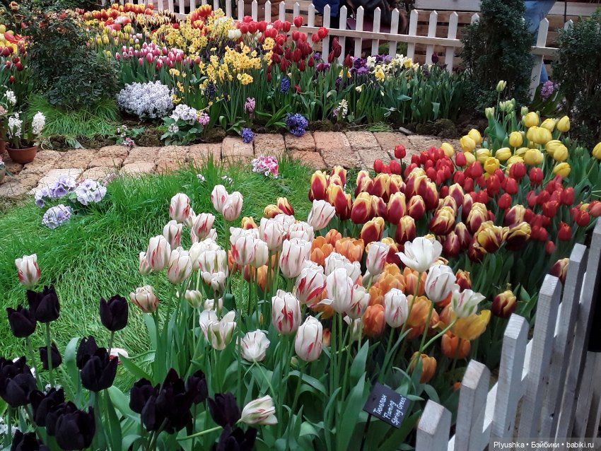 Джемайма и феерия цветов в Аптекарском огороде (фото 8)