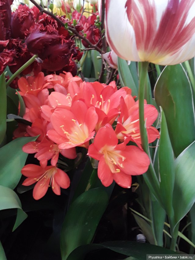 Джемайма и феерия цветов в Аптекарском огороде