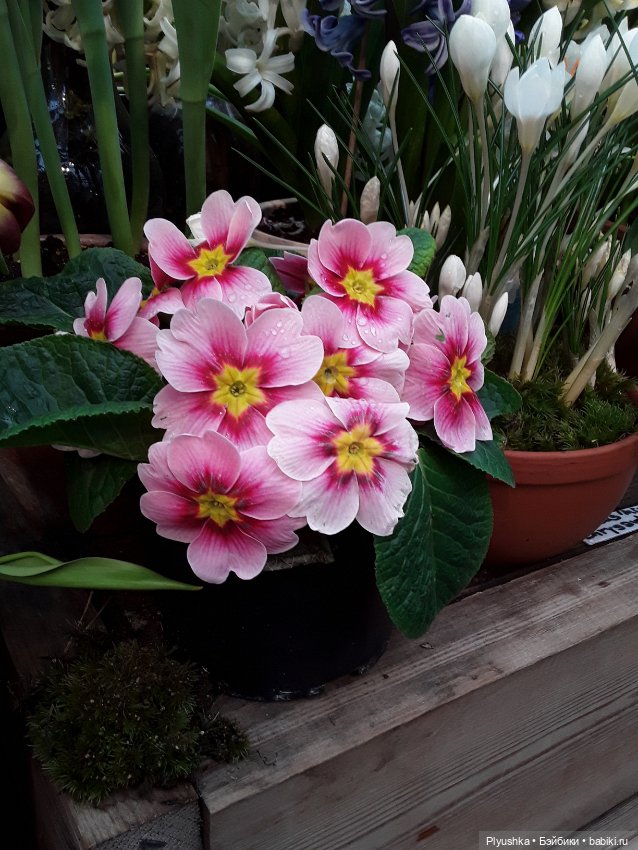 Джемайма и феерия цветов в Аптекарском огороде