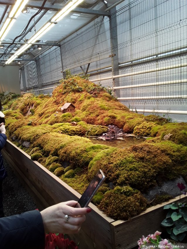 Джемайма и феерия цветов в Аптекарском огороде