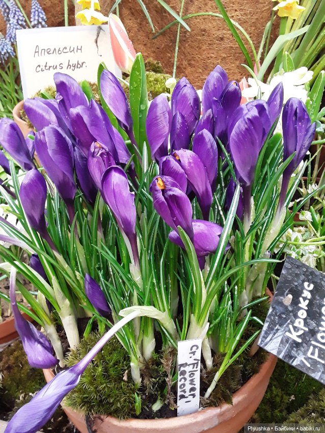 Джемайма и феерия цветов в Аптекарском огороде