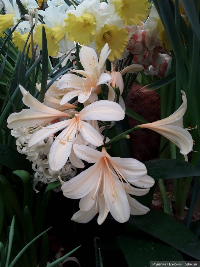 Джемайма и феерия цветов в Аптекарском огороде