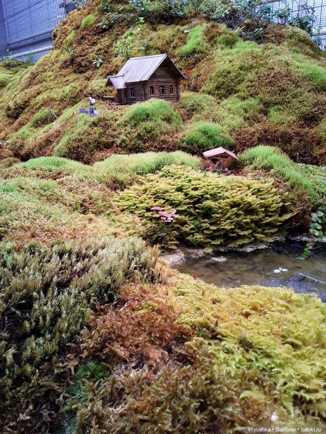 Джемайма и феерия цветов в Аптекарском огороде