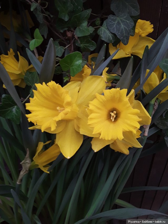 Джемайма и феерия цветов в Аптекарском огороде