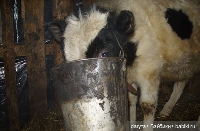 Теленок Степка-растрепка — Болталка и разговоры обо всем: жизнь