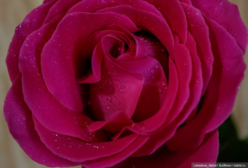 С праздником — Куклы Dollstown (Доллстаун): BJD (БЖД) (фото 6)