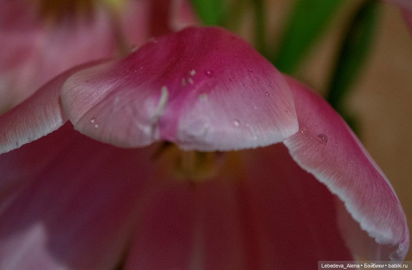 С праздником — Куклы Dollstown (Доллстаун): BJD (БЖД) (фото 2)