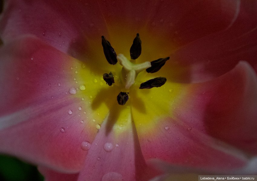 С праздником — Куклы Dollstown (Доллстаун): BJD (БЖД) (фото 3)