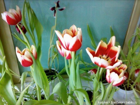 Не школьная парта - а 8 марта (фото 2)