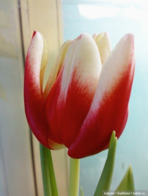 Не школьная парта - а 8 марта (фото 4)