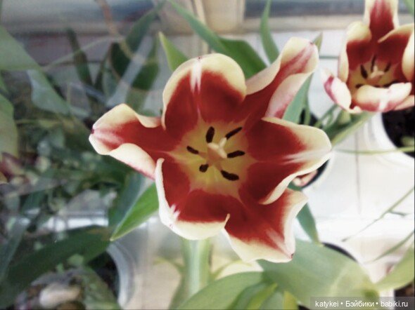 Не школьная парта - а 8 марта