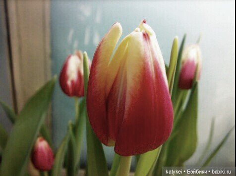 Не школьная парта - а 8 марта (фото 3)