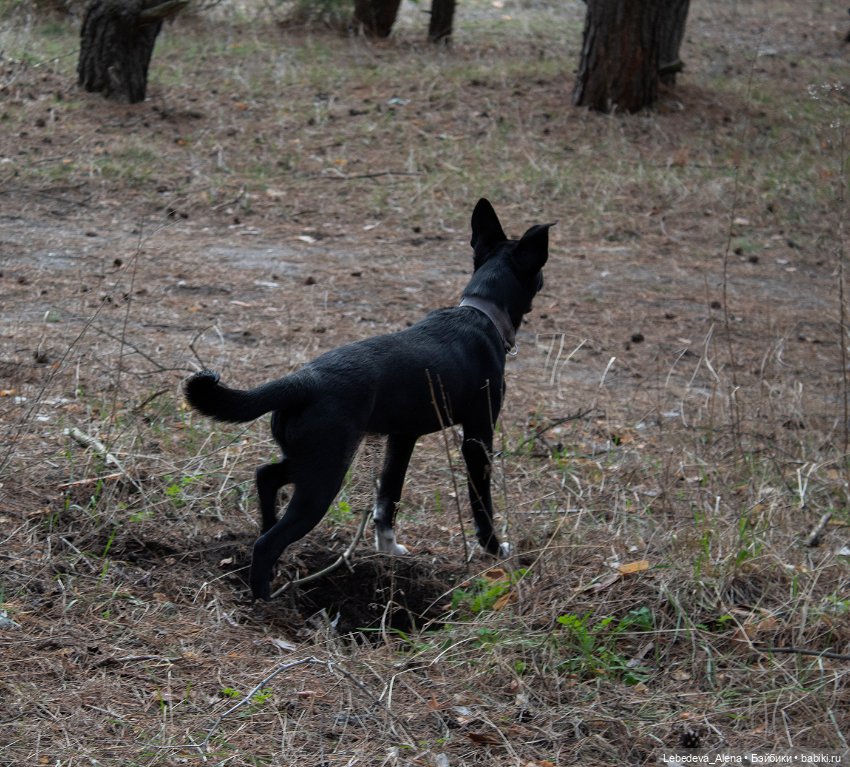 Лилу и весна — Куклы Fairyland (ФэйриЛэнд): BJD (БЖД) (фото 4)