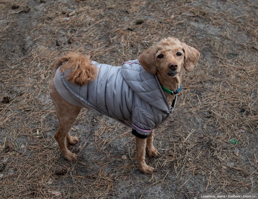 Лилу и весна — Куклы Fairyland (ФэйриЛэнд): BJD (БЖД) (фото 3)