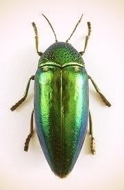 Необычная вышивка — Интересное и необычное: фотоподборки (фото 3)