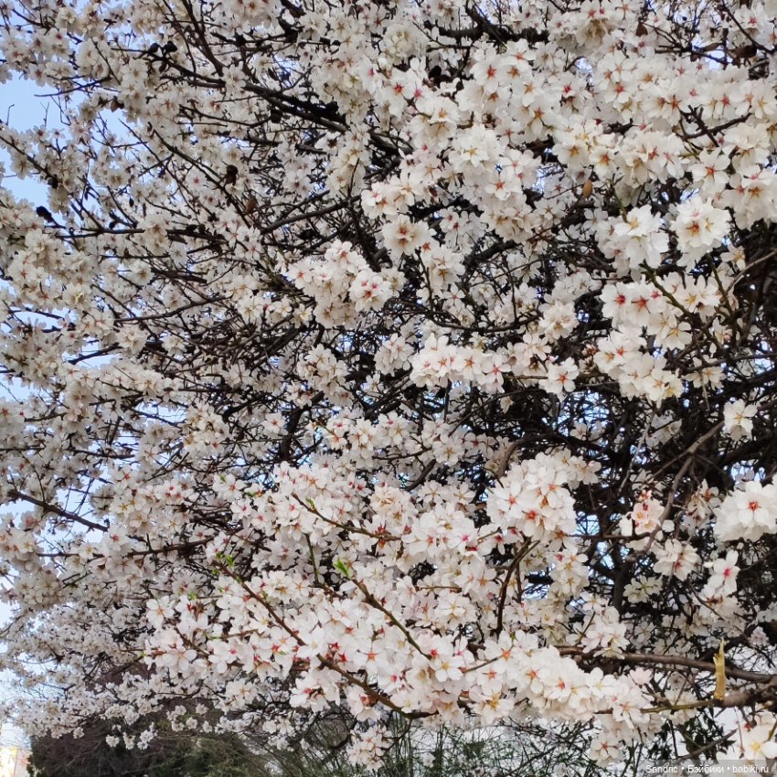 Дорин. Весенние фото — Куклы Dollzone (Доллзон): BJD (БЖД) (фото 3)