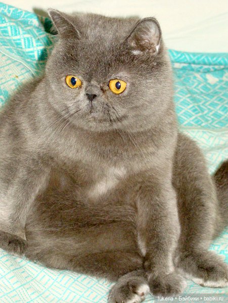 "Золотое сечение" или почему иногда простые с виду вещи, стоят дорого (фото 2)