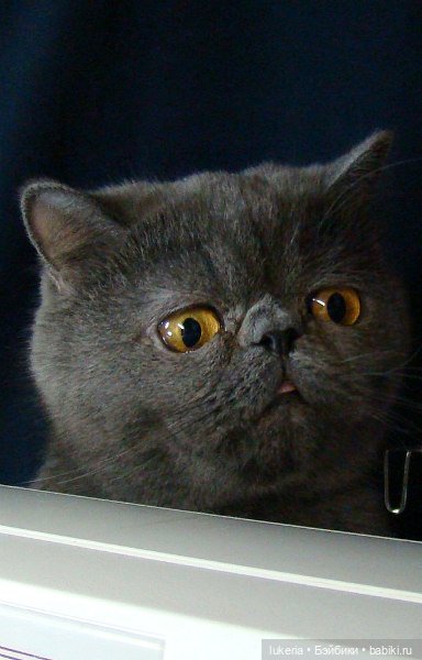 "Золотое сечение" или почему иногда простые с виду вещи, стоят дорого