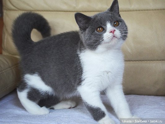 "Золотое сечение" или почему иногда простые с виду вещи, стоят дорого (фото 3)