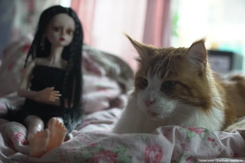 Fashion Dolls 26 — Куклы Звезды подиума (Angel Collection): шарнирные (фото 8)