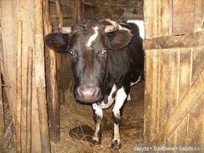 Баловница Лапуша — Болталка и разговоры обо всем: жизнь